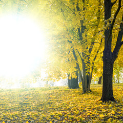 Fototapeta na wymiar Autumn landscape background