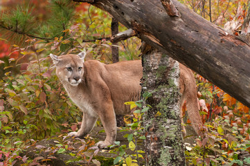 Fototapeta premium Adult Male Cougar (Puma concolor) on Rock with Ears Back