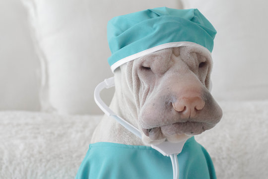 Shar Pei dog dressed as a surgeon