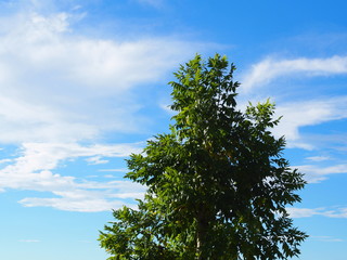 A tree and clear blue sky with a little cloud in the afternoon after rain