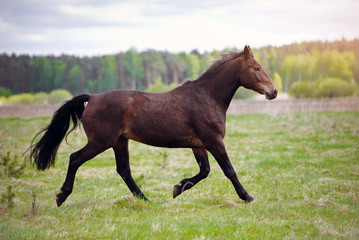 Obraz premium beautiful horse running on a field