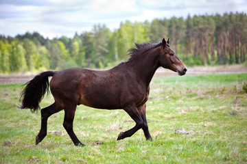 Fototapeta na wymiar beautiful horse running on a field