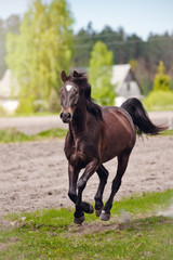 horse running outdoors