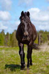 Fototapeta premium horse walking on grass