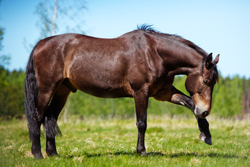 beautiful brown horse outdoors