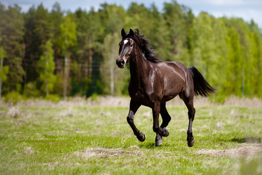 horse running on a field in summer