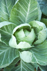 Obraz premium Cabbage field,close up