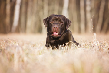 labrador dog outdoors on a field