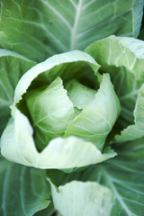 Cabbage field,close up