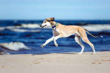 saluki puppy running on the beach