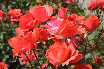 Amazing roses at Araucano Park in Santiago, Chile