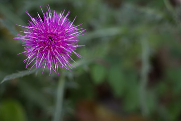 Ringdistel 1