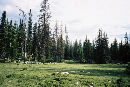 Forest, Unita, Utah, USA