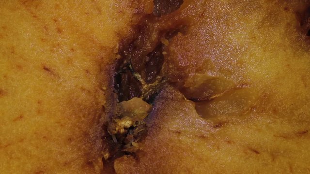 worms bitten apple