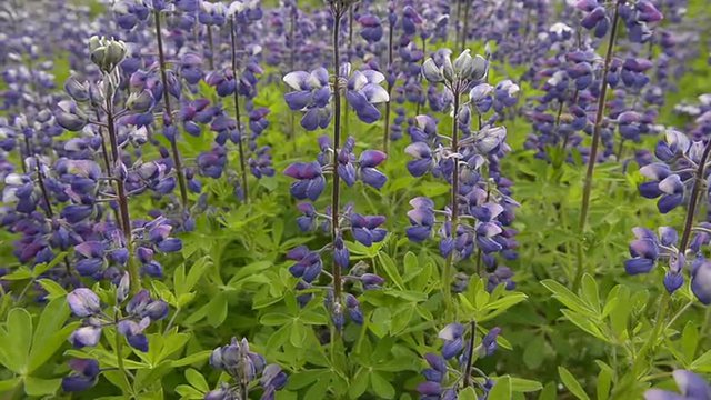 Pan, right to left slider dolly over Lupin flowers