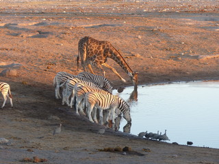 Fototapeta na wymiar wie aufgereiht: Perlhühner, Zebras und eine Giraffe beim Trinken am Wasserloch in Namibia (Etosha)