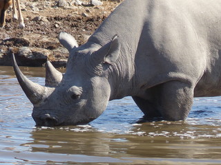 Obraz premium Trinkendes Nashorn am Wasserloch in der Etosha Pfanne in Namibia, Spitzmaulnashorn, 