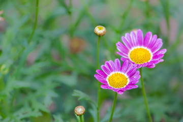 Beautiful Daisies in the field. Summer flowers