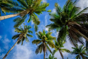 Store enrouleur occultant sans perçage Palmier Coconut palm tree on blue sky background