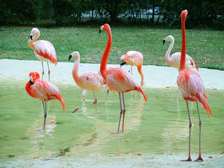 Flamingo birds in the pond
