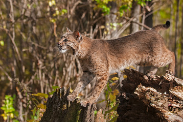 Bobcat (Lynx rufus) Stretches Between Stump and Tree