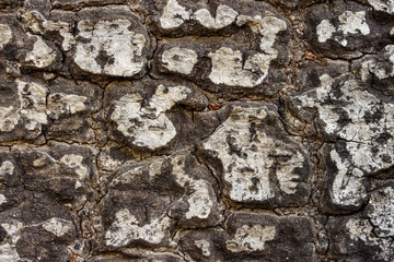 tree texture