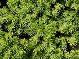 coniferous tree with green needles growing at spring 