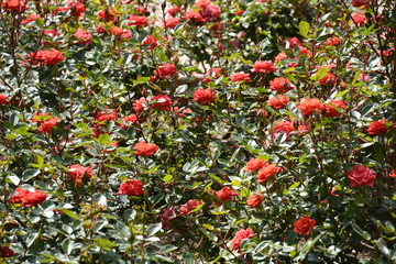 Amazing Roses at Araucano Park in Santiago, Chile