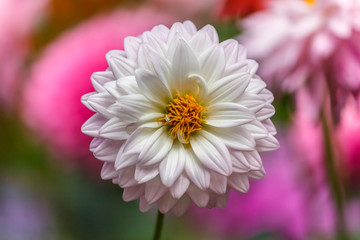 Fototapeta premium Flowers dahlia