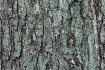 tree texture