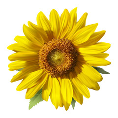 Sunflower - Heliantus.
Hand drawn vector illustration of a Sunflower, realistic image in vibrant colors with highlights and shadows on white background. - 95477686