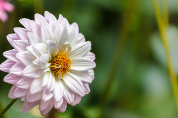 Obraz premium Flowers dahlia 