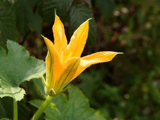 yellow flower od pumpkin plant in a garden