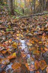 Forest brook, autumn time
