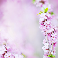 Abstract Floral Blossom Blurred Background with Lilac Flowers