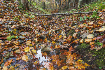 Forest brook, autumn time