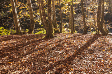 Sunny autumn day in the woods