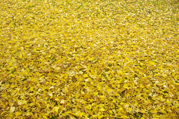 wet yellow leaves on ground 