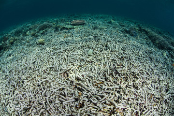 Coral Reef Destruction