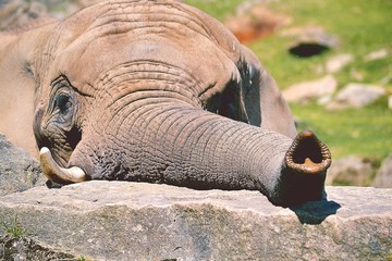Elephant
