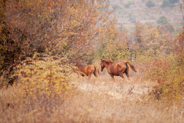 running wild horses