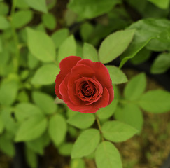 ed Rose  in the Garden