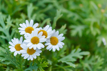 Obraz premium beautiful white daisies flowers