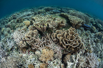 Delicate Corals Growing on Shallow Reef