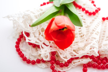 red tulips on white background