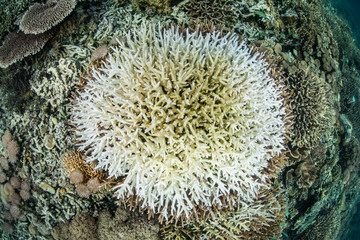 Bleached Coral Colony on Pacific Reef