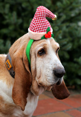 Dog Christmas cap II. - 95480251