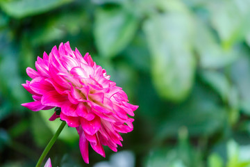 Flowers dahlia