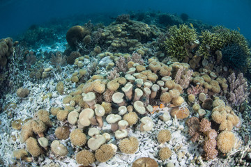 Mushroom Coral on Reef in Western Pacific