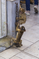 two small Gibraltar Barbary Macaque monkey play rock with a metal chain on the top of the Rock of Gibraltar in the park Alameda